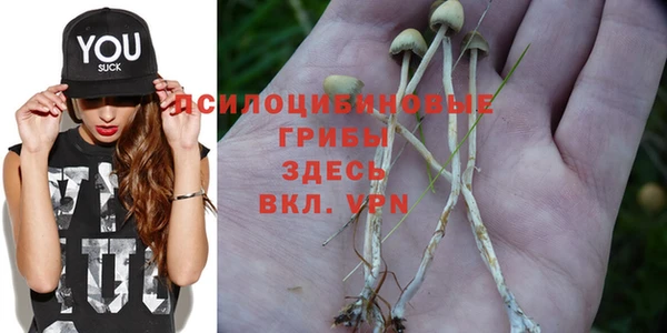 стаф Верея